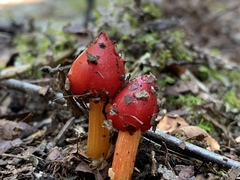 Hygrocybe