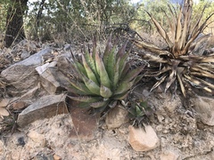 Agave shrevei