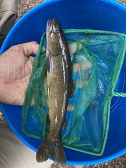 Salvelinus confluentus
