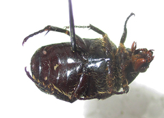 Elaphinis latecostata