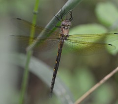 Somatochlora linearis