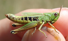 Pseudochorthippus montanus