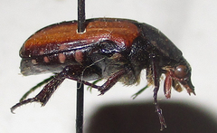 Elaphinis latecostata