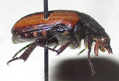 Elaphinis latecostata