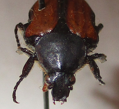 Elaphinis latecostata