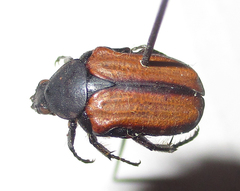 Elaphinis latecostata