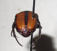 Elaphinis latecostata