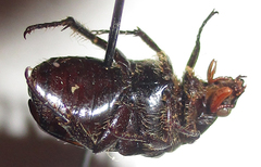 Elaphinis latecostata