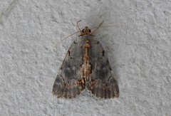 Catocala grynea