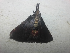 Prosaris pernigralis