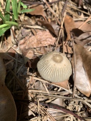 Coprinellus arenicola