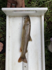 Salvelinus confluentus