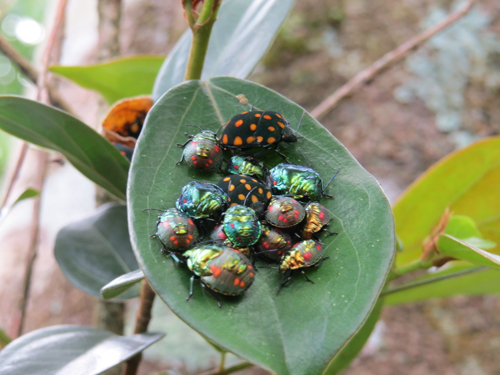 Pachycoris