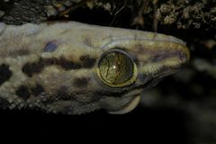 Hemidactylus maculatus