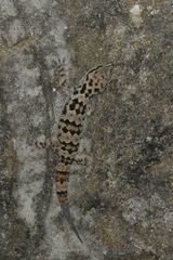 Hemidactylus maculatus