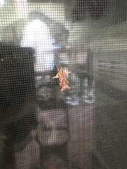 Callopistria floridensis