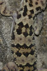 Hemidactylus maculatus