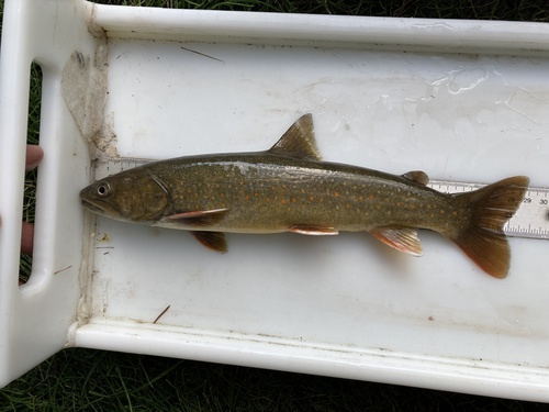 Bull Trout