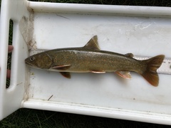 Salvelinus confluentus