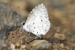Megisba