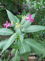 Impatiens glandulifera