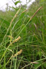 Carex panicea