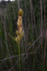 Carex disticha