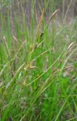 Carex hostiana