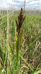 Carex riparia