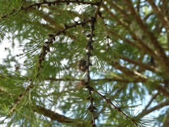 Larix sibirica