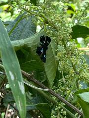 Calydna sturnula
