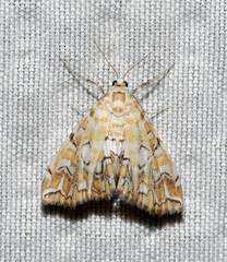 Elophila icciusalis