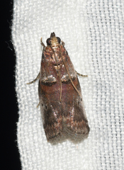 Acrobasis ostryella