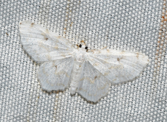 Hydrelia albifera