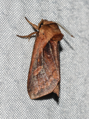Bellura densa