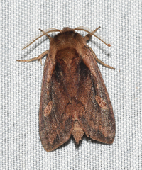 Bellura densa