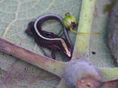 Pholidobolus vertebralis