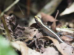 Pholidobolus vertebralis