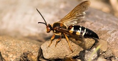 Sphecius speciosus