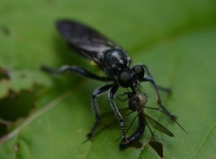 Laphria canis