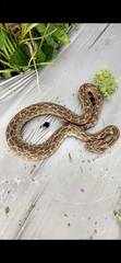 Crotalus polystictus