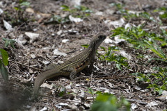 Leiolepis belliana