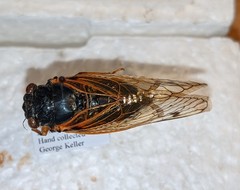 Magicicada septendecula