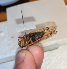 Magicicada septendecula