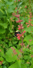 Bombus trinominatus