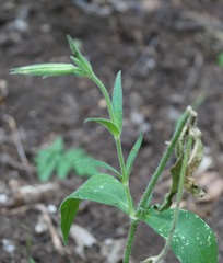 Silene viridiflora