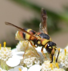 Euodynerus hidalgo viereckii