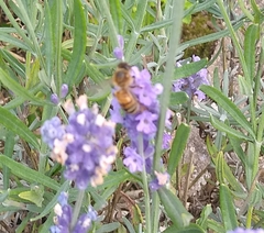 Apis mellifera