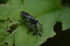 Laphria canis