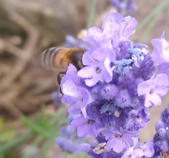 Apis mellifera